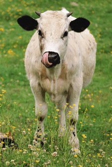 cow.jpg (69479 bytes)